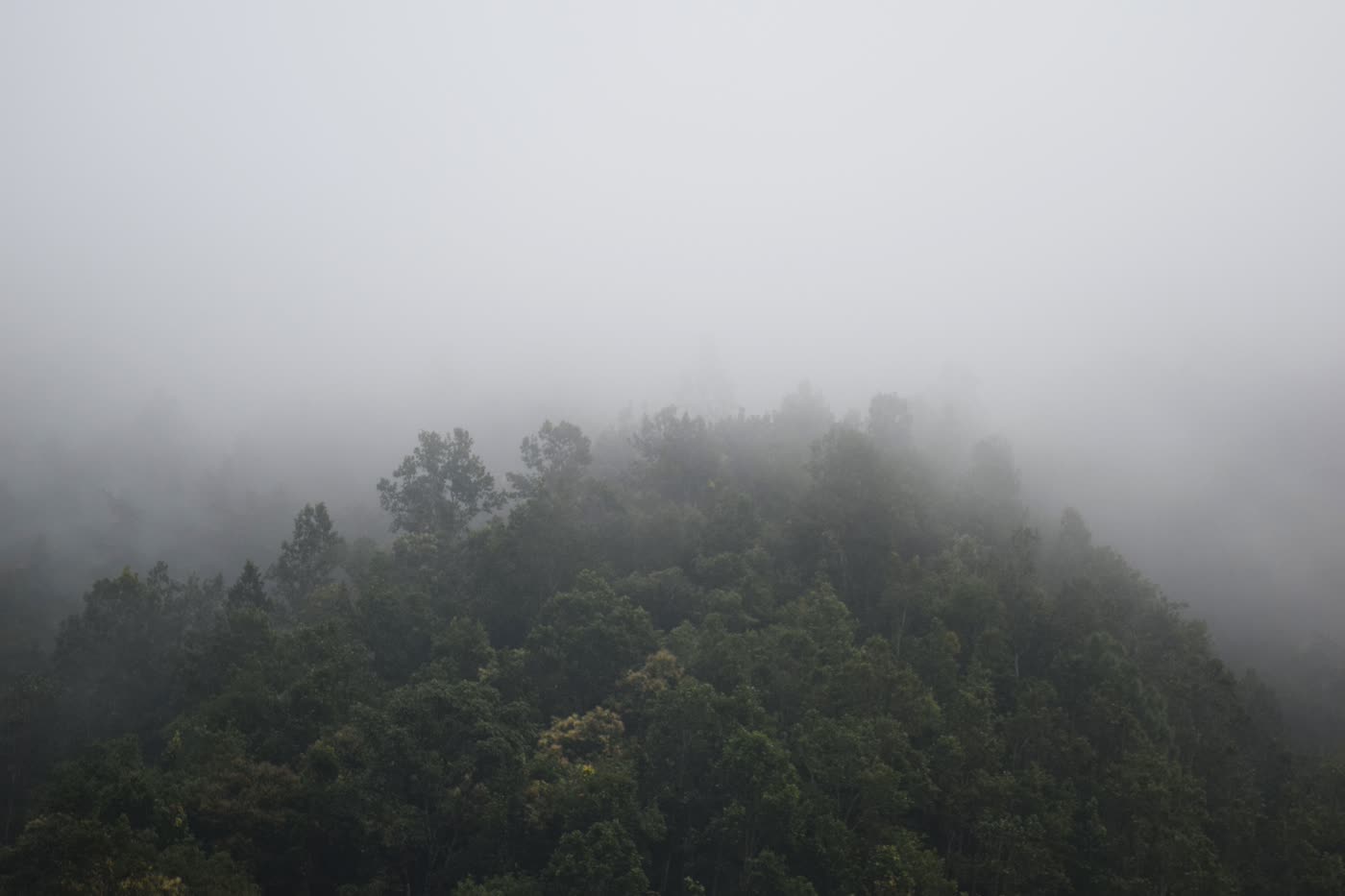 Dense, moss-covered monsoon forest along the trail