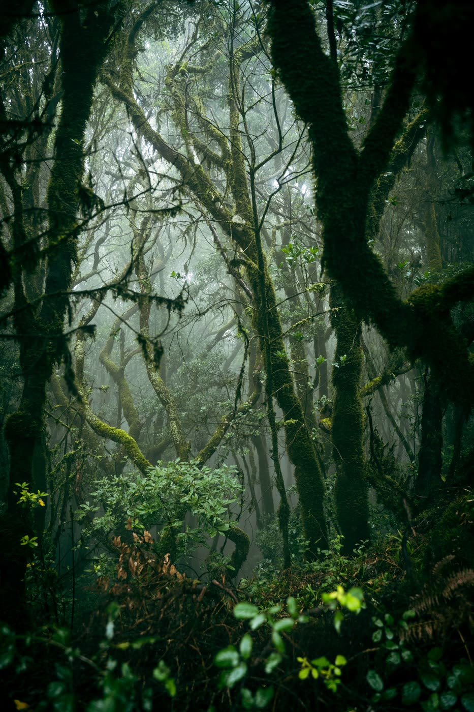 Tall tree ferns lining the misty trail