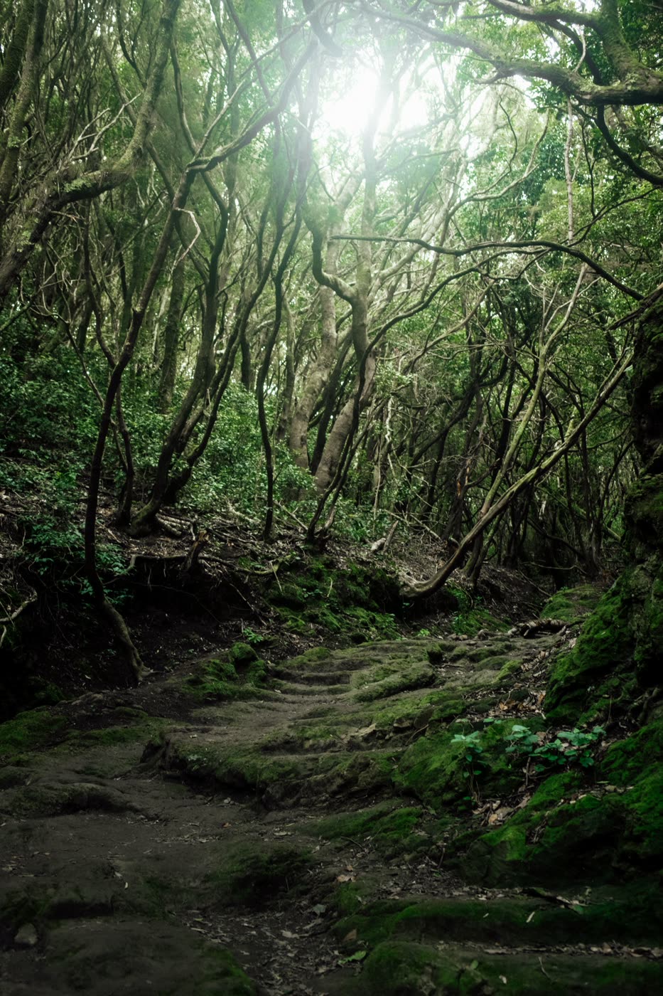 Sunlight breaking through the canopy over a mossy trail