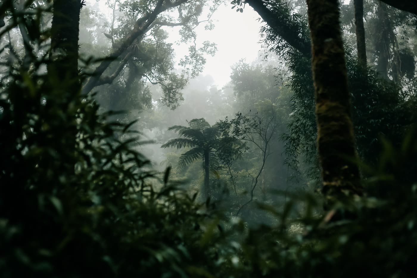 Fern-framed clearing in the misty forest