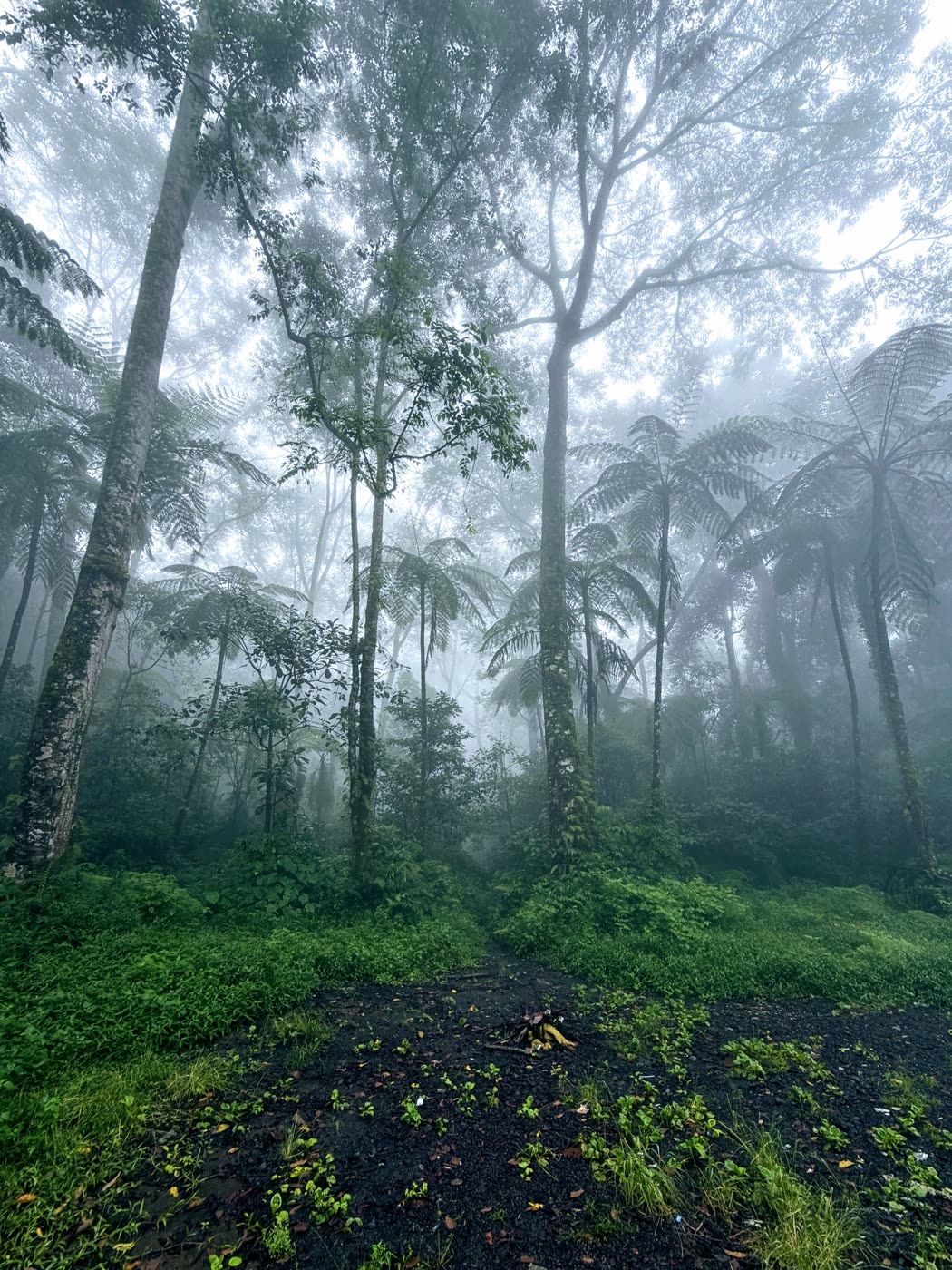 Tall tree ferns lining the misty trail